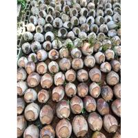 ราคา ต้นมะพร้าวน้ำหอม มะพร้าวน้ำหวานต้นพันธุ์สมุทรสงคราม/อัมพวา/บางคนที (22562709531)