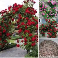 ราคา (ขาย เมล็ดพันธุ์) เมล็ด ต้น ดอก กุหลาบเลื้อย สีแดง สีชมพู กุหลาบ rose / นภัสสร / happy (3176649298)