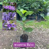 ราคา ต้นพวงคราม พวงคราม สีม่วง กิ่งชำ ให้ดอกเร็ว (Sandpaper Vine) พวงครามออสเตรเลีย (รับประกัน ส่งใหม่ฟรี หากสินค้าเเสียหาย!) (25015384993)