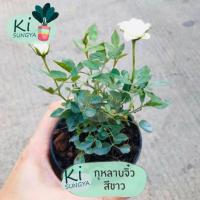 ราคา ต้นกุหลาบจิ๋ว สีขาว ต้นไม้มงคล ต้นไม้จิ๋ว (15951820391)