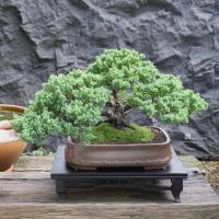 ราคา ♥︎ | บอนไซ สนจูนิเปอร์⋆˚ ˚⋆ ((พร้อมส่ง✅)) มีวิธีการดูแล+ปุ๋ยแถมไปให้ค่ะ〰️ (29265024542)