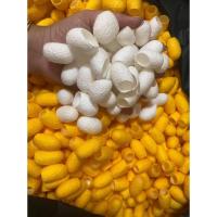 ราคา รังไหมธรรมชาติขัดผิวหน้า✨[ รังละ3บาท=1ห่อมี 10รัง ]รังไหมสีขาวพันธุ์ญี่ปุ่น&สีเหลืองพันธุ์ไทยไพโรจน์ (5973967046)