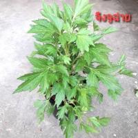 ราคา จิงจูฉ่าย รักษาเบาหวาน ต้านมะเร็ง (2323797557)