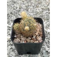 ราคา แมมเม็ดพริก Mammillaria Prolifera แคสตัส กระบองเพชร กระถาง2นิ้ว ไม้อวบน้ำ (18332599740)