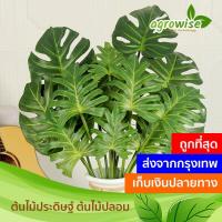 ราคา ۞✔ ต้นไม้ปลอมตกแต่งบ้าน ต้นไม้ปลอม ต้นมอนสเตอร่า ฟิโลเดนดรอน ซานาดู 70 cm. (11111139716)