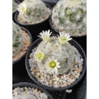 ราคา กระบองเพชร แคคตัส (Cactus) แมมขนนกขาว (Mammillaria plumosa) ดอกสีขาวครีม (2867119934)