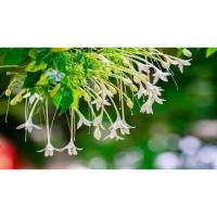 ราคา 2ต้น 120บาท‼️ต้นปีบ หรือ กาสะลอง. (3280755625)