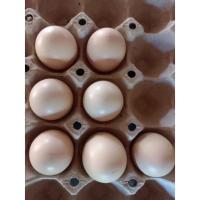 ราคา ไข่เชื้อไก่ดำภูพานหนึ่ง ไข่ไก่สำหรับตู้ฟักหรือแม่ไก่กก ทดลองฟัก (11259962467)