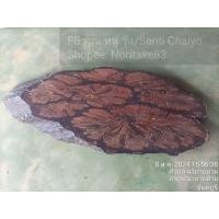 ราคา แผ่นไม้รองกาน้ำชา หรือ แจกัน แผ่นไม้ ขนาด29x12x1.8cm สินค้ามือสองจากตู้ญี่ปุ่น (26407376741)