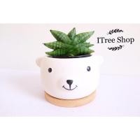 ราคา ต้นงาช้างแคระ#ไม้ฟอกอากาศ#งาช้าง#บอนไซ (11919074205)