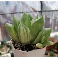 ราคา ฮา​โว​เทีย​ด่าง​ Haworthia​ (12155783844)