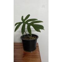 ราคา ฟิโลเดรนดรอน มาโยอิ (9867697071)