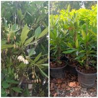 ราคา ต้นกระดิ่งนางฟ้า (กทม) (20069100992)