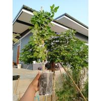 ราคา กิ่งตอนแก้วเจ้าจอมพันธุ์ผสม 4+6 หรือ 10 ใบ (22377869111)