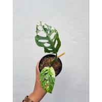 ราคา พลูฉลุด่างขาว #ไม้ด่าง (20141683262)