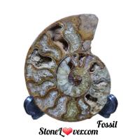 ราคา #Ammonite fossil#ฟอสซิลหอย #แอมโมไนต์ #หินธรรมชาติ (15692869930)