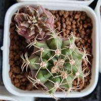 ราคา แคคตัส กระบองเพชร ยิมโนเขียว ยิมโนผิวม่วง ไม้เมล็ด จัดกระถางคู่ 2 ต้น (2734961009)