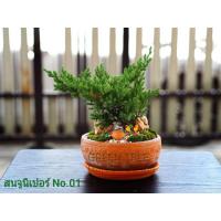 ราคา บอนไซ สนจูนิเปอร์สนเลื้อย (7649667162)