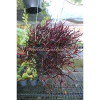 ราคา ต้นริบบิ้นดำ Dragon's tongue ต้นไม้ฟอกอากาศหายาก ต้นไม้มงคลเสริมดวง ต้นไม้มงคลจิ๋ว (6893257893)