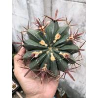 ราคา เฟอโร เล็บเหยี่ยว ขนาดใหญ่ (5452592431)