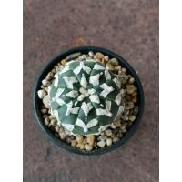 ราคา V002 แอสโตรไฟตัม วีไทป์ Astrophytum V Type #แคคตัส #กระบองเพชร #cactus #แอสโตร #astro #108cactus (43767407355)