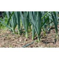 ราคา กระเทียมต้น เมล็ดพันธุ์ Leek 40-100 เมล็ด กระทียมต้น เมล็ดกระเทียมต้น มีคู่มือการปลูก [ซื้อ 10 แถม 1 คละได้] (22564270050)