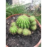 ราคา cactus แคคตัสดาวล้อมเดือน (4243078491)