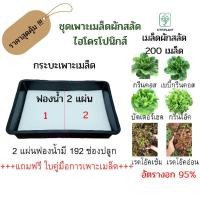 ราคา ชุดเพาะเมล็ดผักสลัดไฮโดรโปนิกส์#เมล็ดพันธุ์ผักสลัด 200เมล็ด+ฟองน้ำเพาะเมล็ด 2แผ่น#ชุดราคาสุดคุ้ม (19806154508)