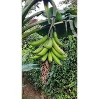 ราคา ต้นกล้วยงาช้าง ลูกใหญ่มากก พร้อมส่ง1หน่อชำให้แล้วค่ะ (25652989524)