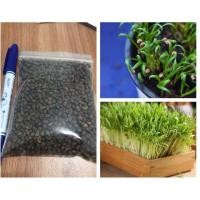 ราคา เมล็ดเพาะงอก ผักบุ้งจีนใบใผ่ Water Convolvulus ขนาด100กรัม (4833166386)