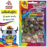 ราคา RAINBOWHORSE ผักซอง ม้ารุ้ง Z065 มะเขือใข่เต่าม่วงกลม เมล็ดพันธุ์ มะเขือ เมล็ดพันธุ์ผัก มะเขือ มะเขือม่วง เมล็ดผัก ผั (40422998727)