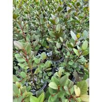 ราคา ต้นลำแพน ใบแดง เพาะเมล็ด กระถาง8” (40720277780)