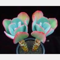 ราคา เมล็ดไม้อวบน้ำหายาก Succulent (285913779)