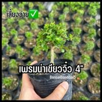 ราคา เพรมน่าเขียวจิ๋ว กระถาง4นิ้ว บอนไซจิ๋ว (43515131108)