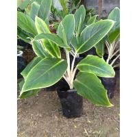 ราคา ต้นอโกลนีมา หยกกาญจนา Aglaonema YokkanchanaหรือChinese Evergreen (14539113716)