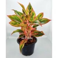 ราคา ต้นแสงเงินแสงทอง กระถาง 8 นิ้ว (10474173233)