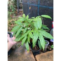 ราคา ต้นมะฮอกกานี ฟอร์มสวย รับประกันขนส่ง (27973601598)