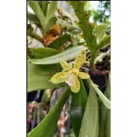 ราคา กล้วยไม้เอื้องเขากวางอ่อนกำลังแทงช่อดอก (17992489472)