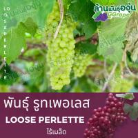 ราคา กิ่งพันธุ์องุ่น รูทเพอเรท (Loose Perlette) ไร้เมล็ด (8615451877)