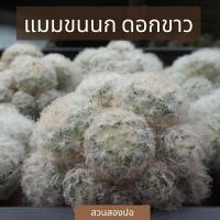 ราคา แมมขนนกขาว Mammillaria Plumosa (7493639450)