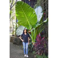 ราคา บอนกระดาดยักษ์, บอนยักษ์, บอนกระดาด, ต้นบอน, ต้นกระดาด, ต้นไม้, ฟอกอากาศ (24574216385)