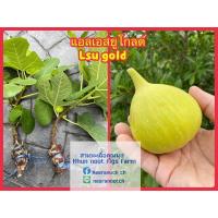 ราคา กิ่งตอนมะเดื่อฝรั่งLSU GOLD (6655197817)