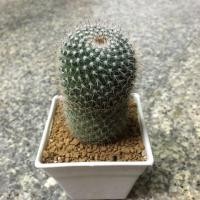 ราคา แมมแม่เฒ่าลูกผสม แมมฮาเนียน่า Mammillaria Hahniana (4338840422)