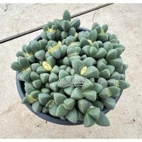 ราคา ต้นเขากระทิงด่าง_ไม้อวบน้ำ (19895604657)