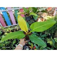 ราคา ต้นรวยทรัพย์สีทอง ขนาดกระถาง8นิ้ว ต้นใหญ่ ฟอร์มสวยแข็งแรง (10170904355)