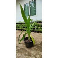 ราคา ต้นพลับพลึง พันธุ์ยักษ์ ต้นใหญ่ ดอกสีขาว ใบสวยลำต้นใหญ่แข็งแรง (26104104099)