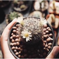 ราคา กระบองเพชร แมมเม็ดพริก ดอกสีเหลือง-ขาว ขนาดให้ดอก 3-4 เซน ส่งถอดราก (1222123053)