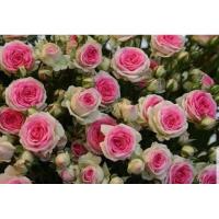 ราคา กุหลาบ-มินิอีเดน Mini Eden พุ่มเตี้ย สีชมพูตรงกลางดอก ดอกเยอะ บานทน เลี้ยงง่าย (20672209134)