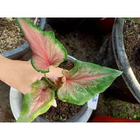 ราคา ปีกกินรี บอนสีปีกกินรี บอนสีราชินีใบไม้ (12620887980)