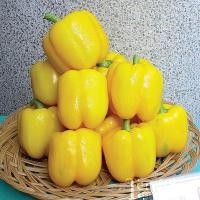 ราคา เมล็ด พริกหวานแคลิฟอร์เนียสีเหลือง - Yellow Sweet Pepper (138251039)